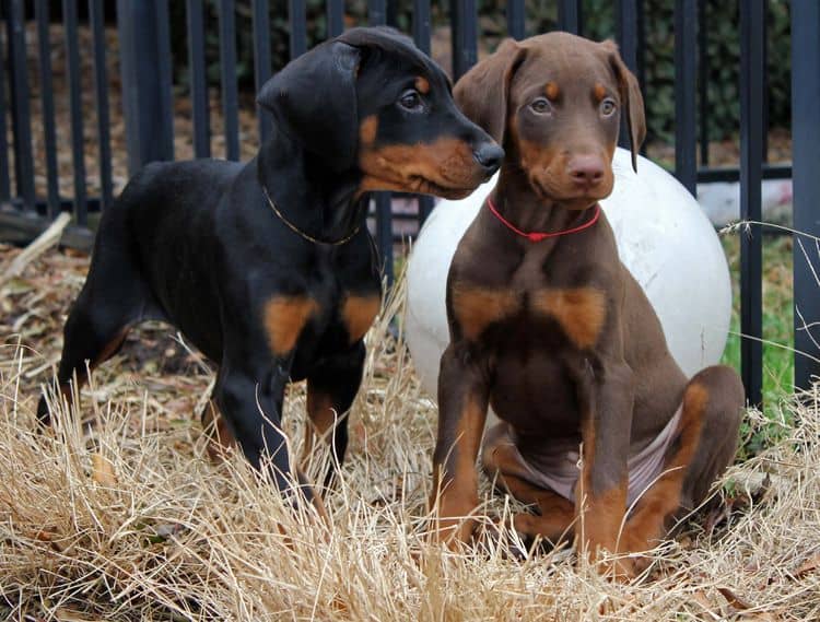 8 week best sale old doberman