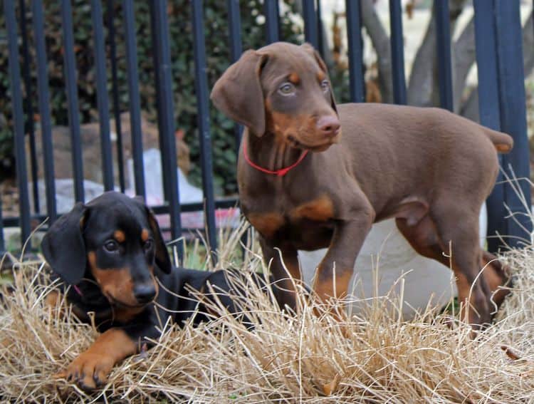 9 week old red and rust, black and rust doberman puppies; champion sired