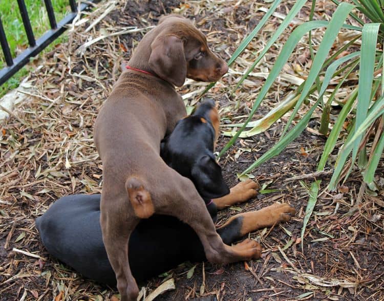 9 week old red and rust, black and rust doberman puppies; champion sired