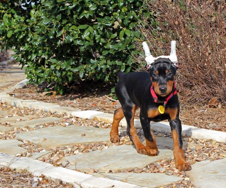 9 week old cropped female doberman pup; champion sired