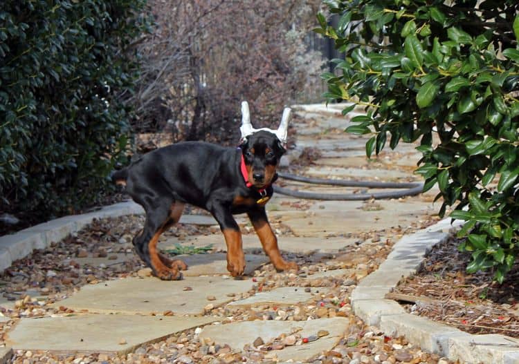 ear wrapped doberman puppy; black and rust female