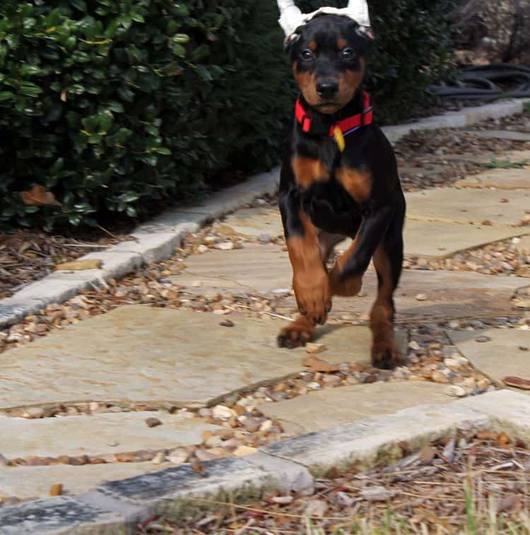 ear wrapped doberman puppy; black and rust female