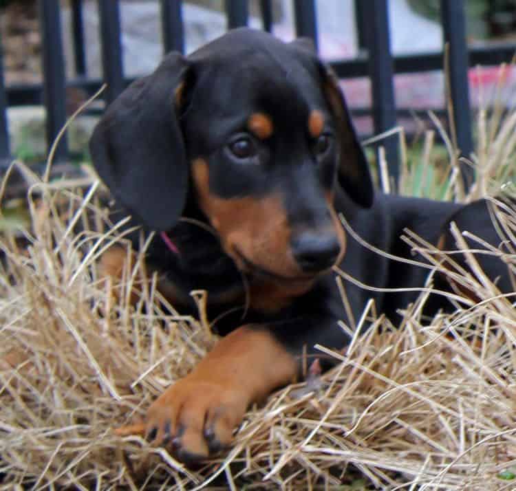 9 week old black and rust female doberman puppy; champion sired