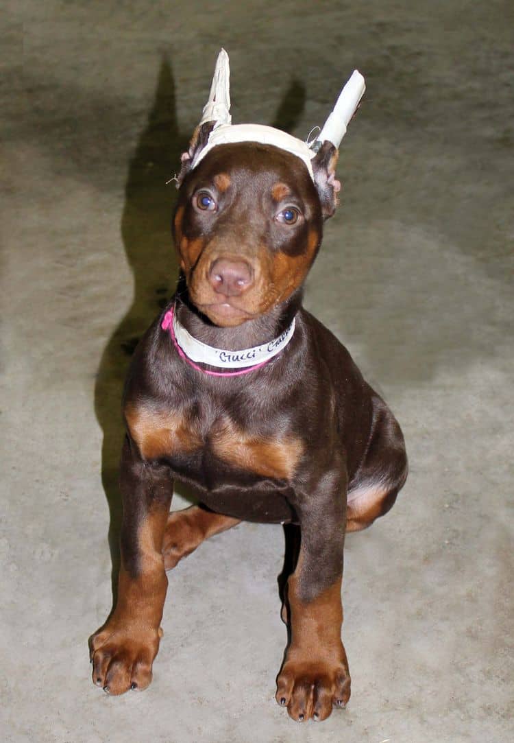 9 week old red and rust female doberman pup; champion sired