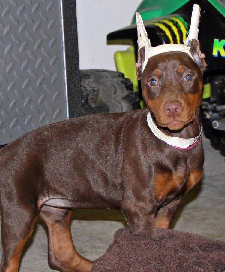 9 week old red and rust female doberman pup; champion sired