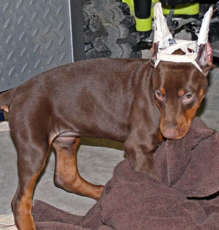 9 week old red and rust female doberman pup; champion sired