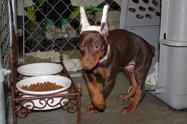 9 week old red and rust female doberman pup; champion sired