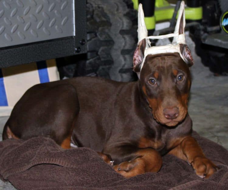 9 week old red and rust male doberman pup; champion sired