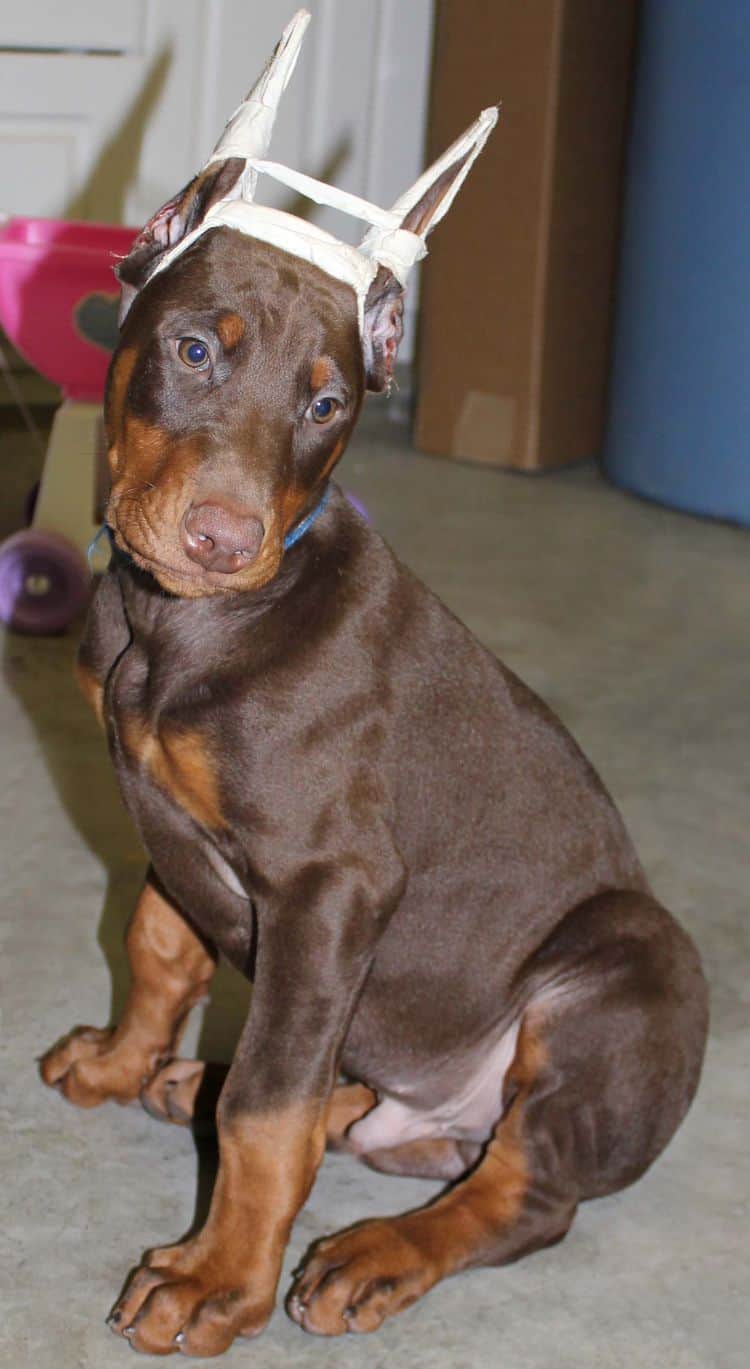 9 week old red and rust male doberman pup; champion sired