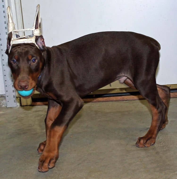 9 week old red and rust male doberman pup; champion sired