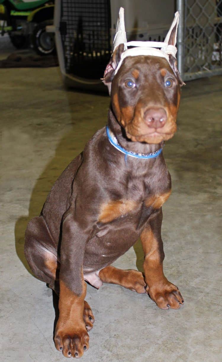 9 week old red and rust male doberman pup; champion sired