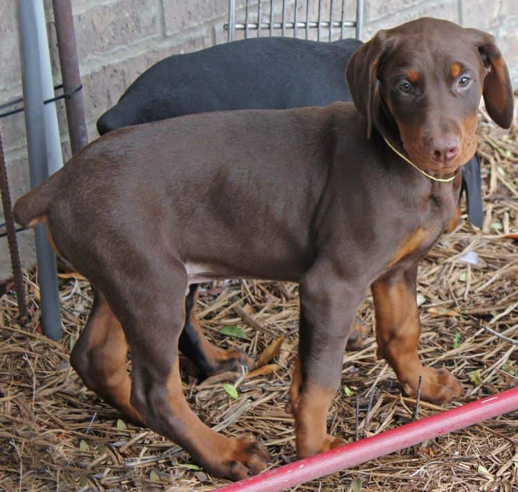 9 week old red and rust male doberman pup; champion sired