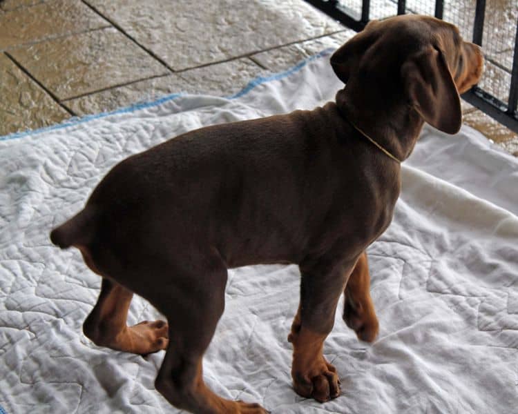 9 week old red and rust male doberman pup; champion sired