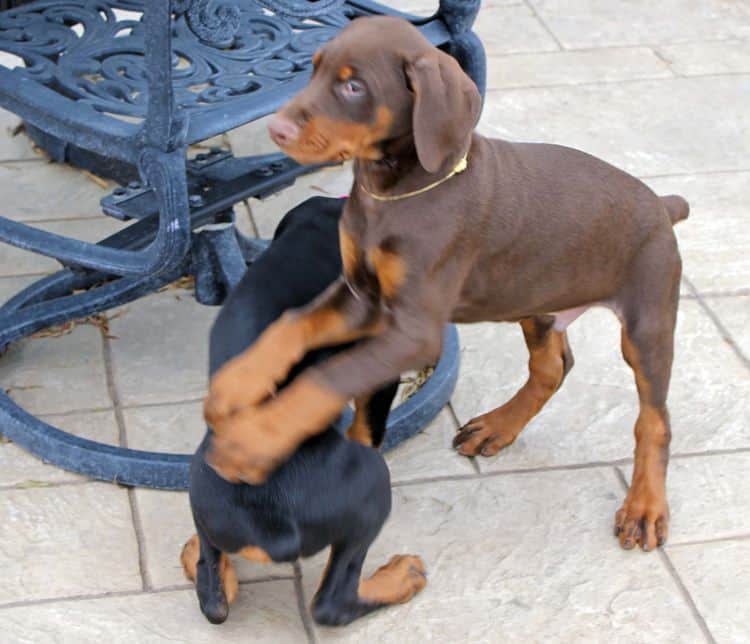 9 week old red and rust male doberman pup; champion sired