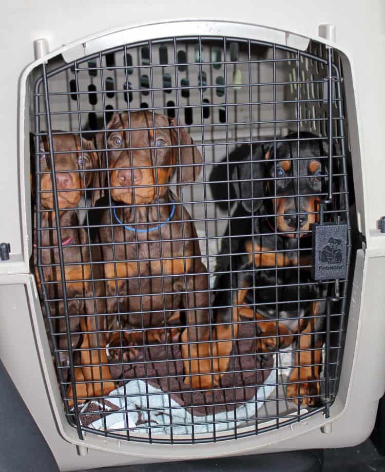 9 week old red and rust, black and rust doberman puppies; champion sired