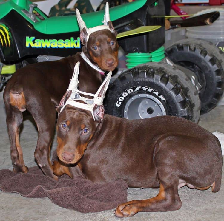 9 week old red and rust male and female doberman pups; champion sired