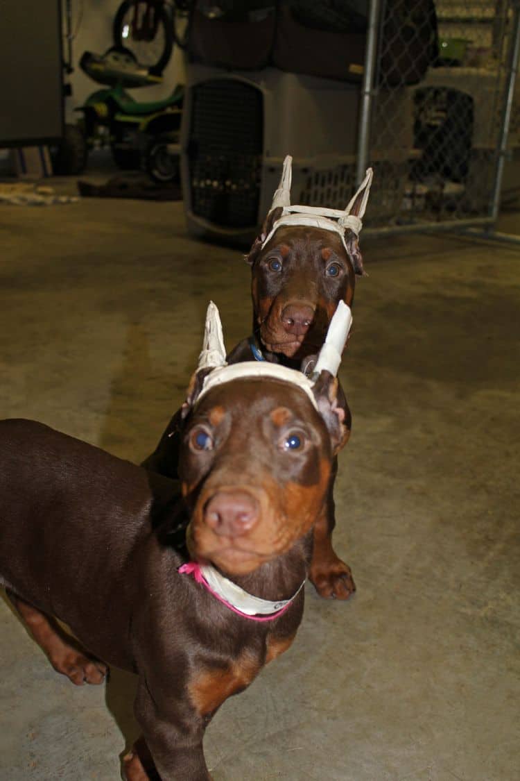 9 week old red and rust female and male doberman pups; champion sired