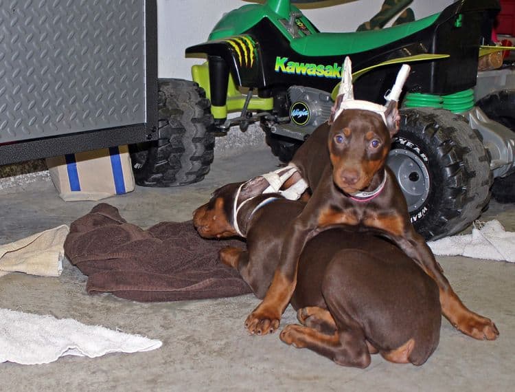 9 week old red and rust puppies with newly cropped ears; champion sired