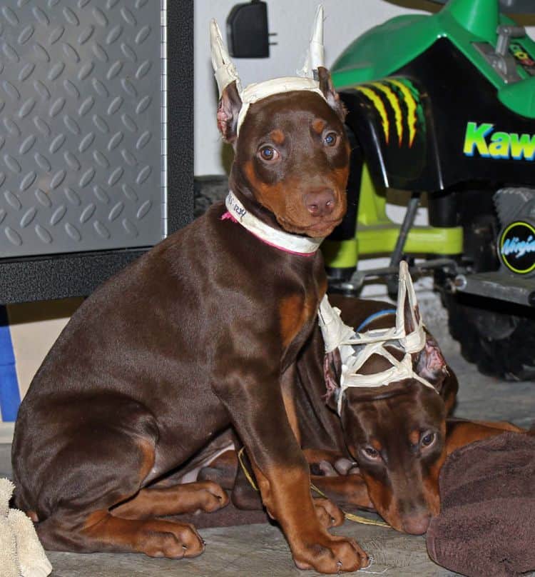 9 week old red and rust female and male doberman pups; champion sired