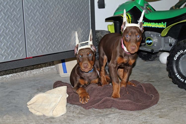 9 week old red and rust puppies with newly cropped ears; champion sired