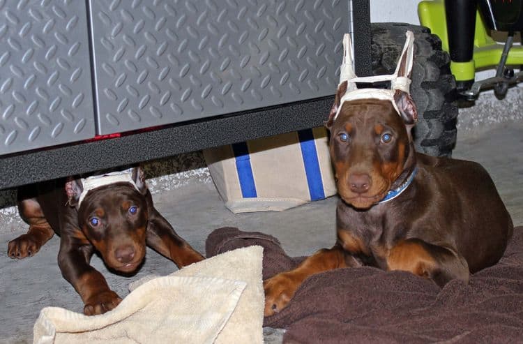 9 week old red and rust puppies with newly cropped ears; champion sired