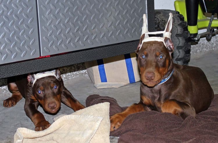 9 week old red and rust female and male doberman pups; champion sired