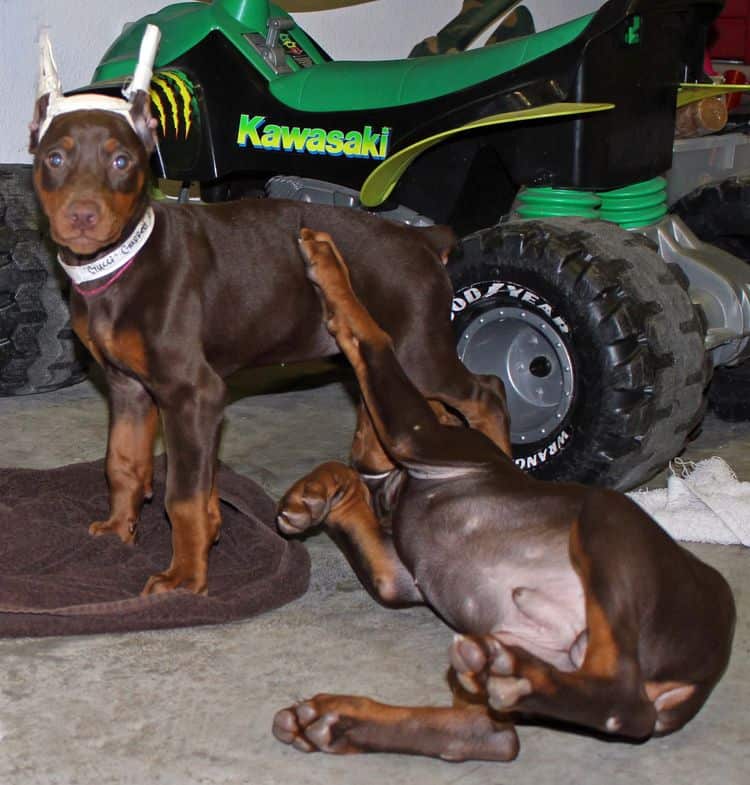 9 week old red and rust puppies with newly cropped ears; champion sired