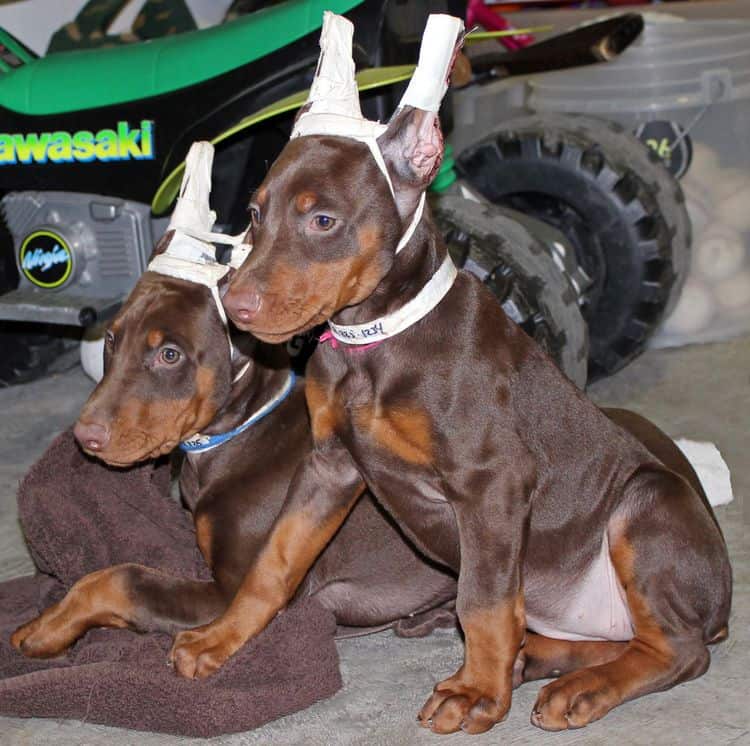 9 week old red and rust puppies with newly cropped ears; champion sired