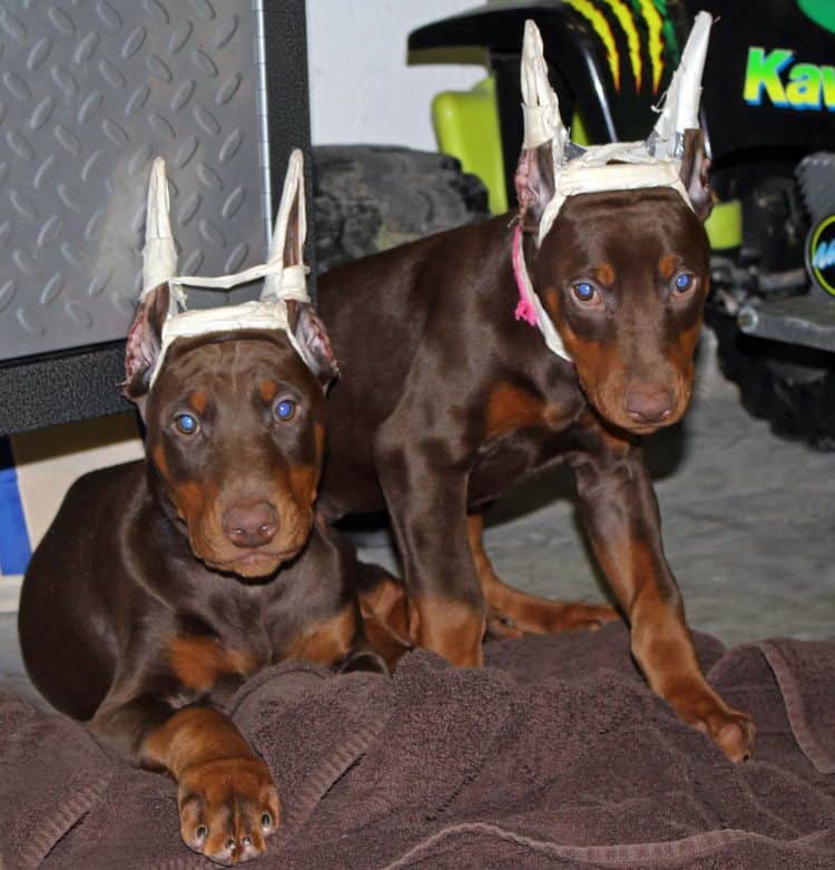 9 week old red and rust male and female doberman pups; champion sired