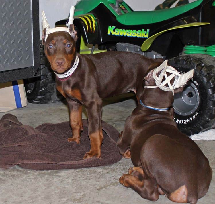 9 week old red and rust puppies with newly cropped ears; champion sired