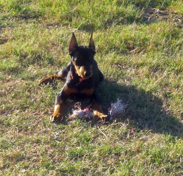 Black and rust female dobe at her new home.