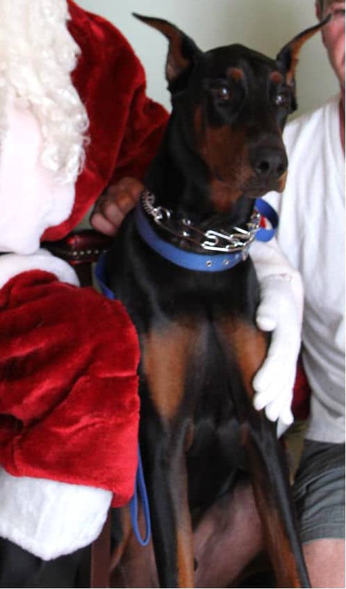 Christmas Santa photo with male Doberman 