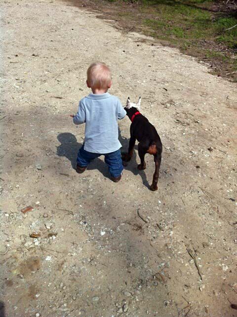 red and rust female pup with 1 year old child