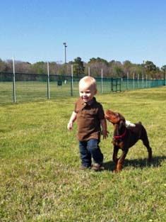 red and rust female pup with 1 year old child