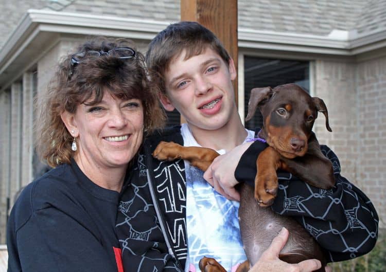 8 week old cropped female doberman pup; champion sired