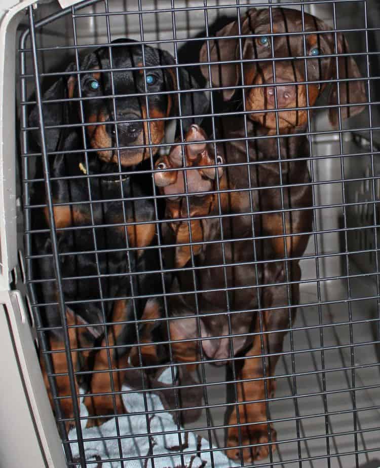 black and rust male doberman pupp; champion sired