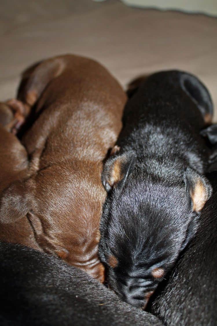 1 week old doberman puppies; red and rust, black and rust