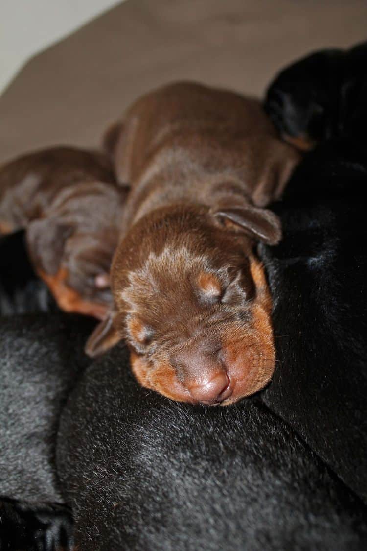 1 week old doberman puppies; red and rust, black and rust