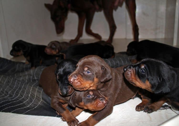 2 week old doberman puppies; red and rust, black and rust