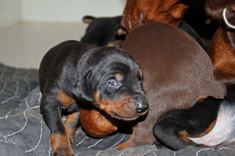 2 week old doberman puppies; red and rust, black and rust