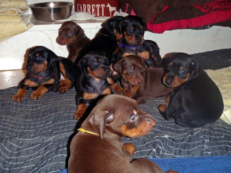 4 Week old doberman pups, red and rust, black and rust
