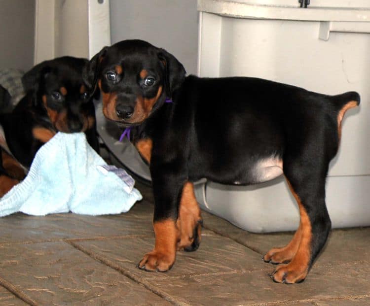 Black and rust female doberman puppy