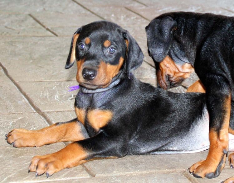 red and rust, black and rust dobermann pinscher puppies