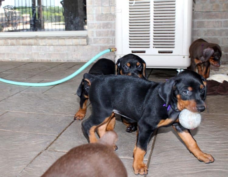 red and rust, black and rust dobermann pinscher puppies