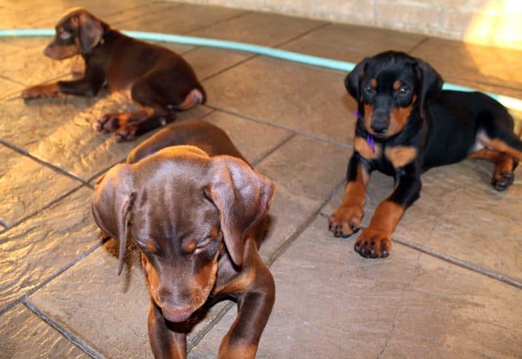7 week old doberman puppies; red and rust, black and rust