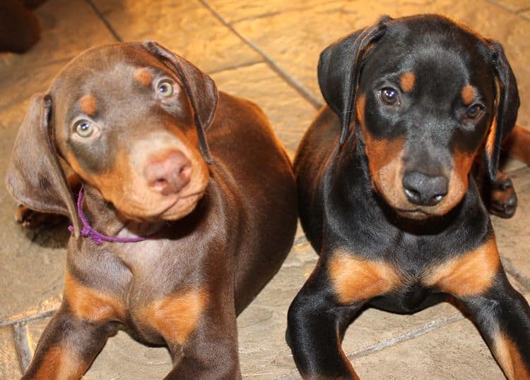 red and rust female; black and rust female doberman puppies