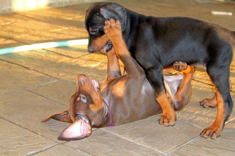 Black and rust female; red and rust female doberman puppies