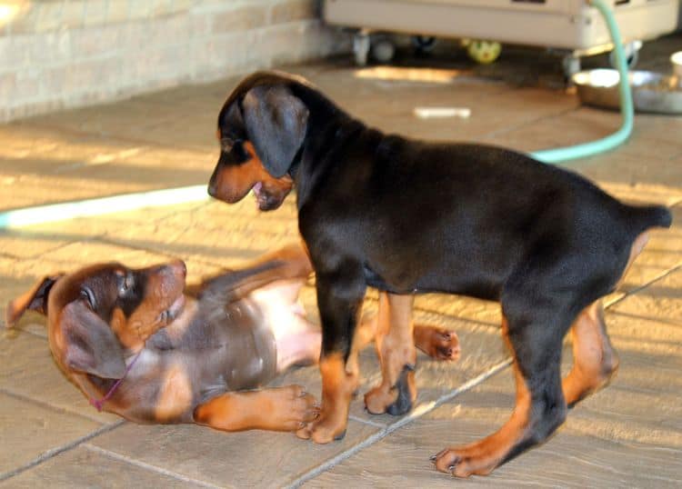 Black and rust female; red and rust female doberman puppies