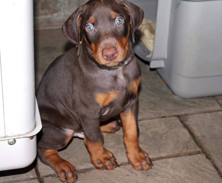 Red and rust male doberman puppy