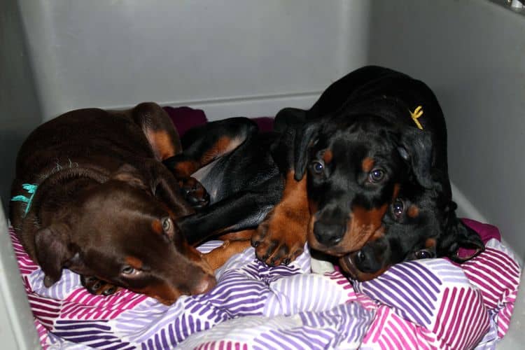 8 week old doberman puppies; red and rust, black and rust